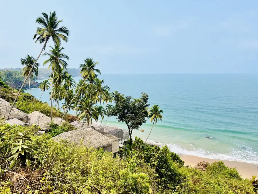 Palm trees above a beach in Goa